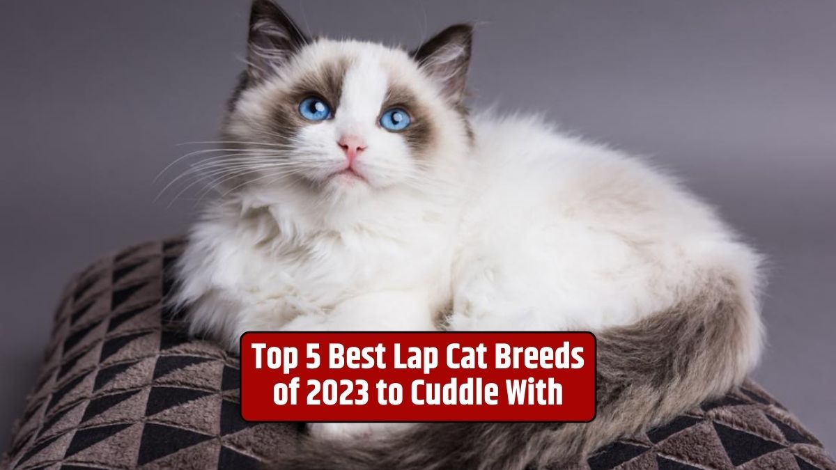 lap cat breeds, best lap cats, 2023, cuddly cat breeds, affectionate cats,
