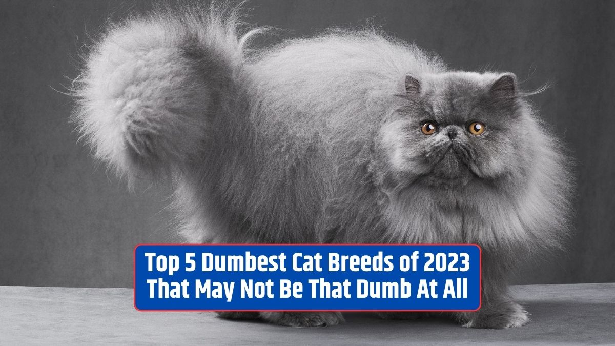 dumb cat breeds, intelligence in cats, 2023, feline intelligence, cat personality,