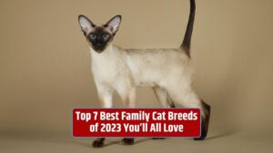 family cat breeds, best family cats, 2023, cat breeds for families, family-friendly cats,