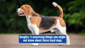 Beagles, loyal dogs, surprising facts, 2023, canine history,