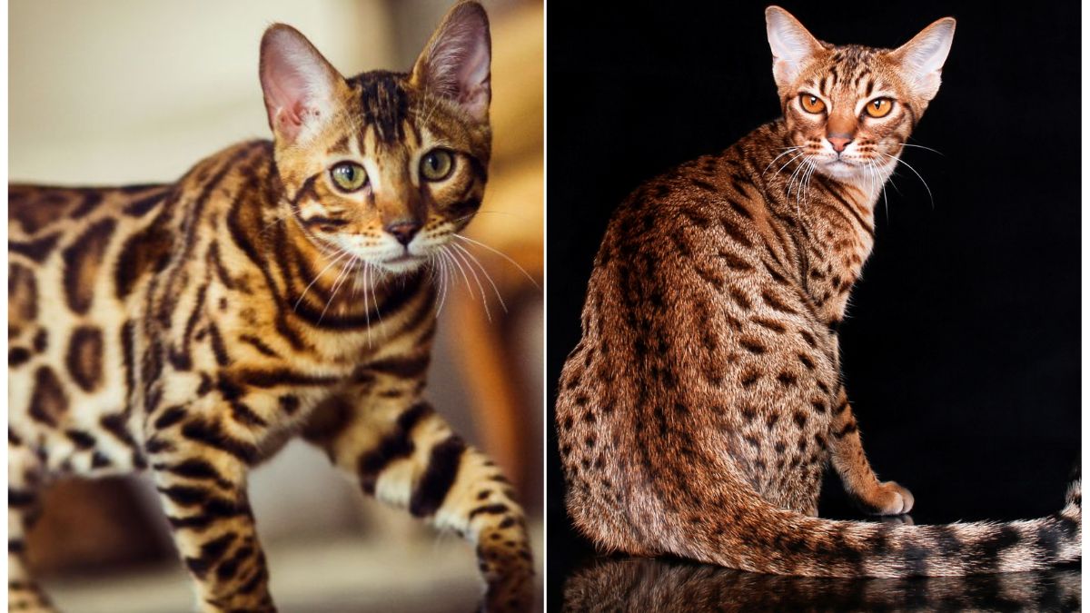 Bengal vs. Ocicat, Choosing a cat breed, Cat breed comparison, Bengal cats, Ocicat cats,