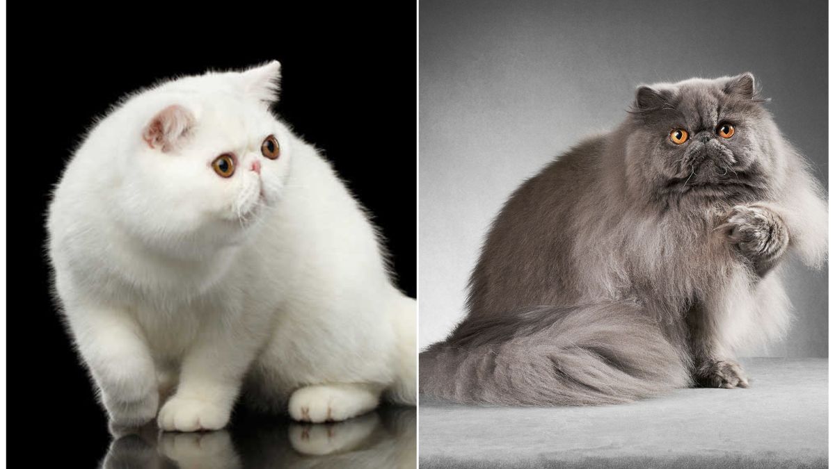 Exotic Shorthair vs. Persian, Choosing a cat breed, Cat breed comparison, Exotic Shorthair cats, Persian cats,