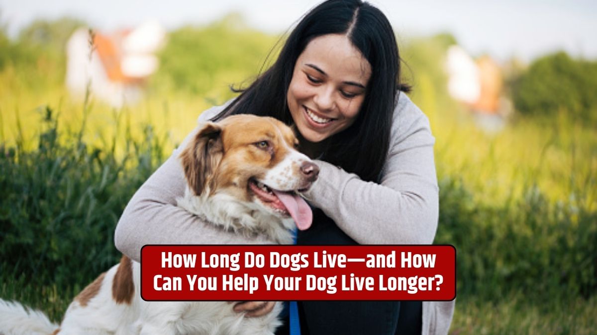 Dog lifespan, Canine longevity, Extending dog's life, Dog health tips, Canine care for a longer life,