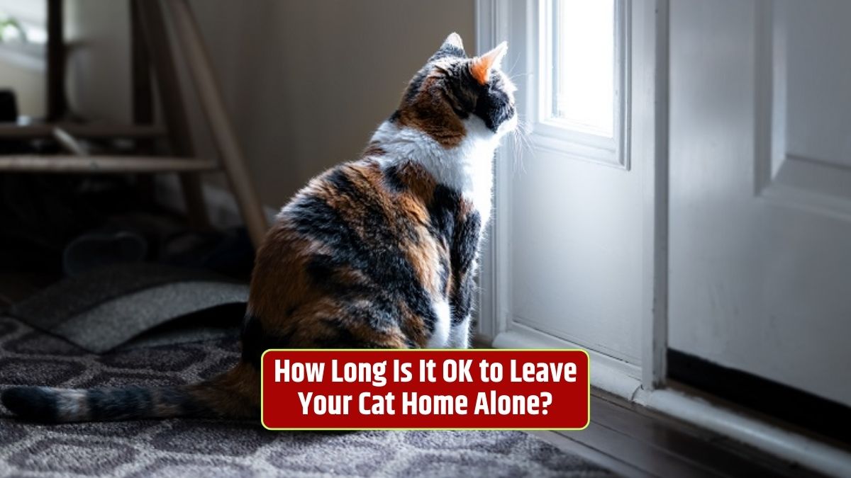 Leaving cats alone, Cat care, Cat independence, How to care for cats when away, Cat well-being,
