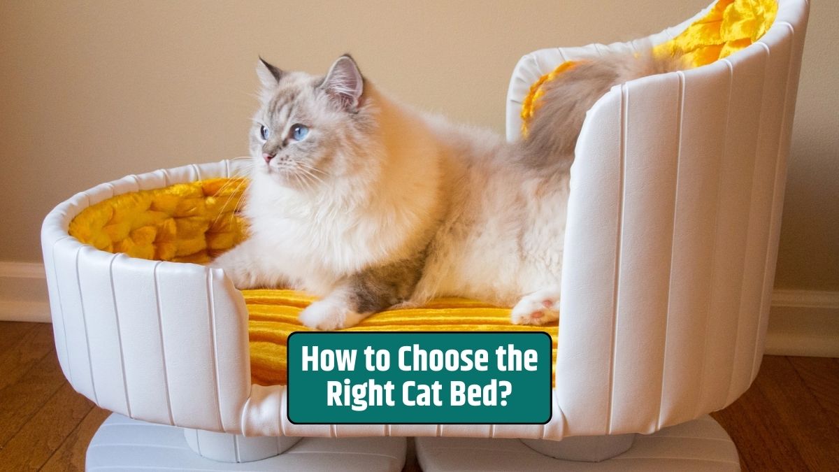 Cat bed, choosing a cat bed, cat's comfort, pet accessories,