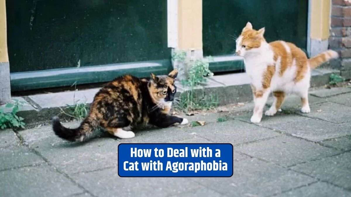 Cat agoraphobia, feline anxiety, pet care, cat behavior, cat phobias,