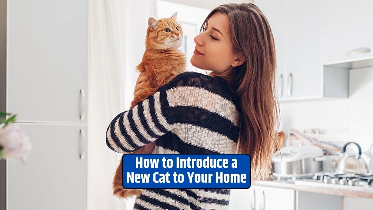 Introducing a new cat, cat introduction, multi-cat household, cat behavior, cat socialization,