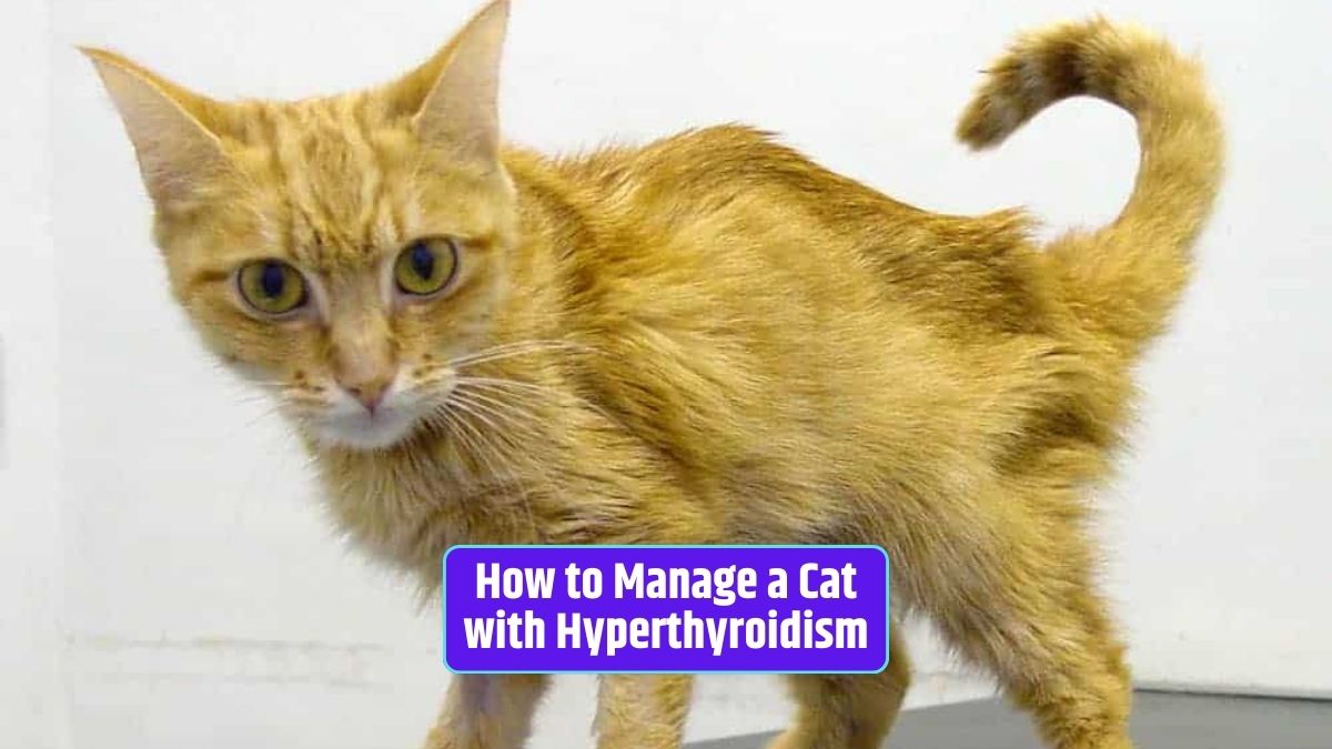 Hyperthyroidism in cats, cat health, cat thyroid, managing hyperthyroidism, feline treatment, cat care,