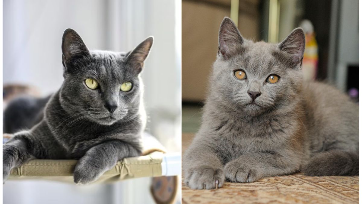 Russian Blue vs. Chartreux, Choosing a cat breed, Cat breed comparison, Russian Blue cats, Chartreux cats,