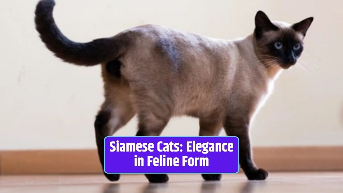 Siamese cats, Siamese cat breed, Siamese cat characteristics, Siamese cat personality, Siamese cat care, Siamese cat grooming, Siamese cat history, Siamese cat lifespan,