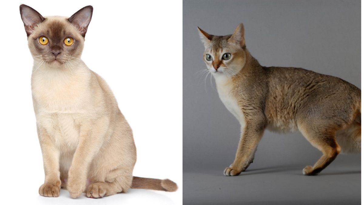 Singapura vs. Burmese, Choosing a cat breed, Cat breed comparison, Singapura cats, Burmese cats,