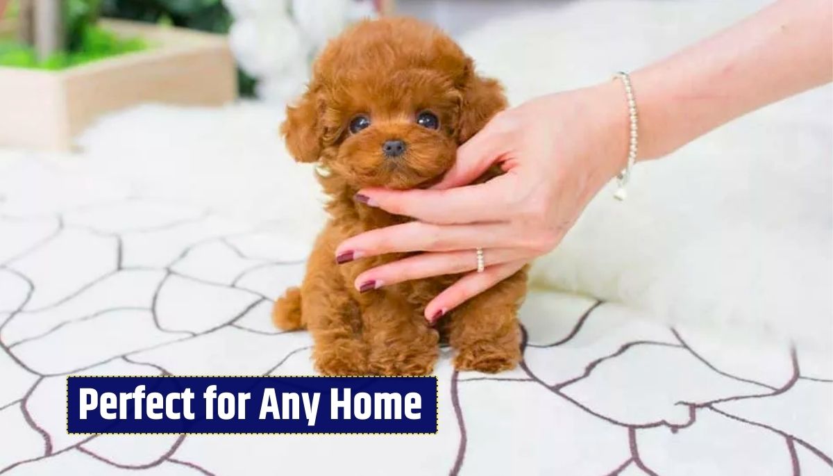 Small Poodle Mixes, Cavapoo, Maltipoo, Cockapoo, Yorkipoo, Shihpoo, Bichpoo, Schnoodle, Peekapoo, Pomapoo, Chipoo, Hypoallergenic Dogs, Intelligent Dogs, Affectionate Pets, Family Pets, Playful Dogs, Loyal Companions, Small Dog Breeds, Joyful Pets, Loving Dogs, Pet Companionship,