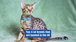 UK cat bans, banned cat breeds, exotic cat breeds, UK pet regulations, hybrid cats in the UK,