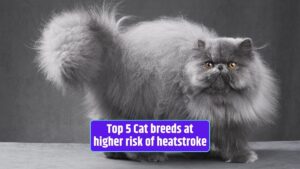 cat breeds, heatstroke risk, cat care in hot weather, brachycephalic cats, pet heat safety,