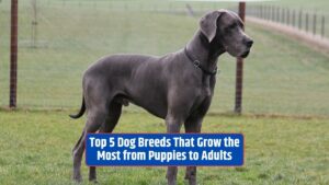 dog breeds, puppy growth, giant breeds, 2023, growth transformation,