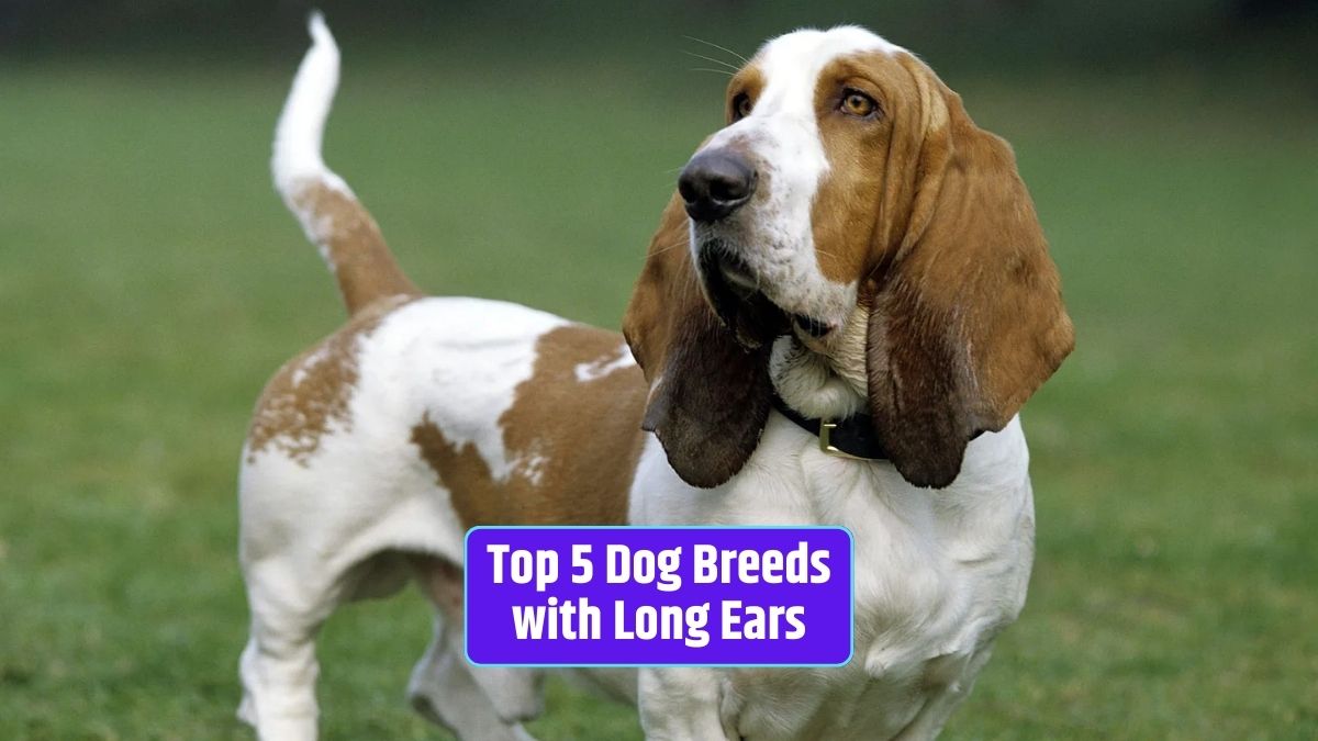 dog breeds, long ears, floppy ears, 2023, endearing features,