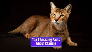 Chausie, wild appearance, athleticism, hypoallergenic, social, coat patterns, health, longevity,