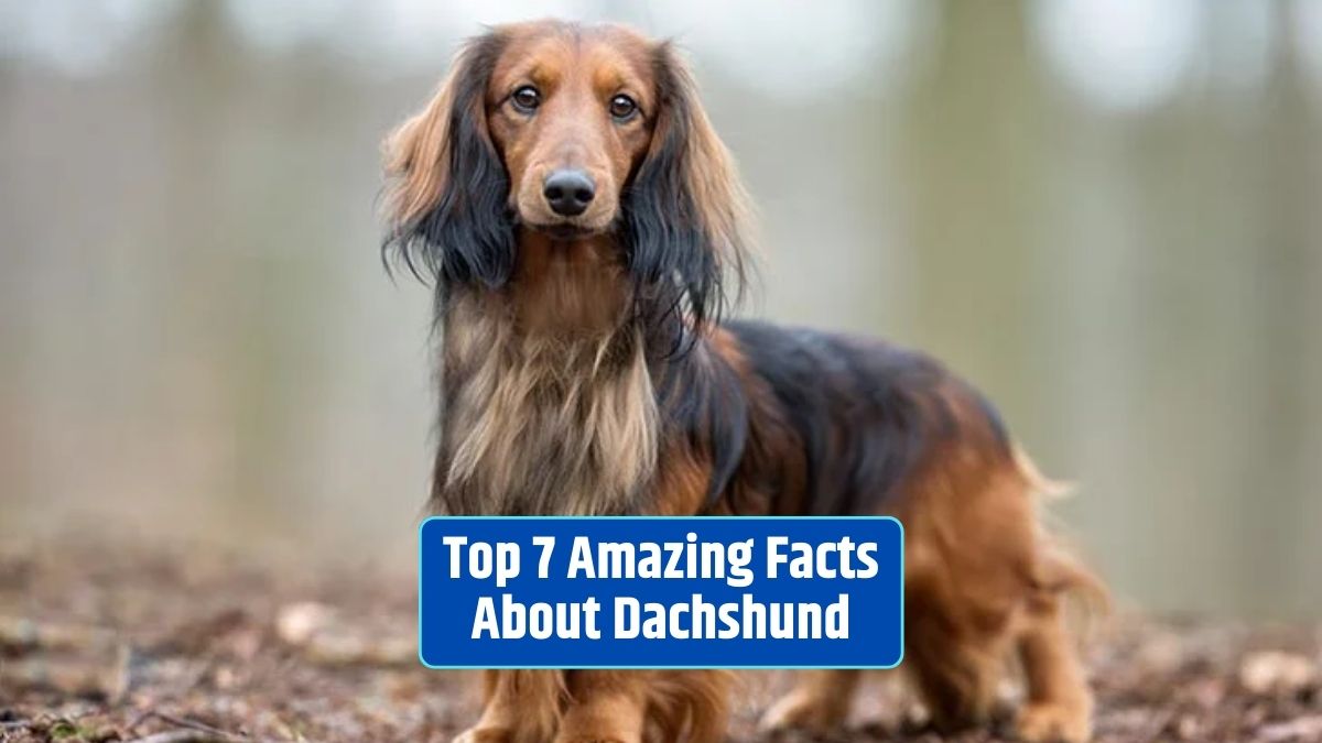 Dachshund, Dachshund facts, Dachshund breed, Dachshund characteristics, Dachshund history, Dachshund colors, Dachshund grooming,