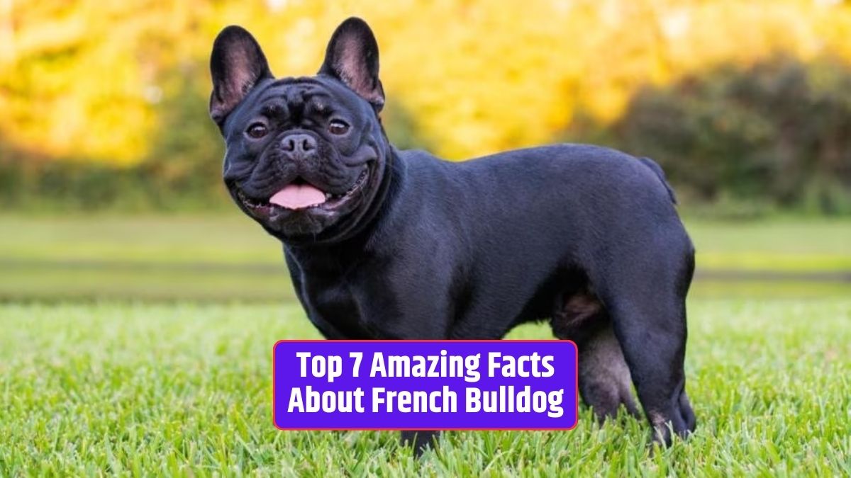 French Bulldog, bat-like ears, affectionate, low exercise, easygoing, brachycephalic, health concerns,