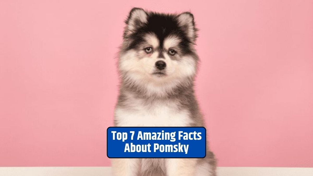 Pomsky, small size, fluffy coat, energetic, intelligent, big personalities, sociable, low-shedding coats,