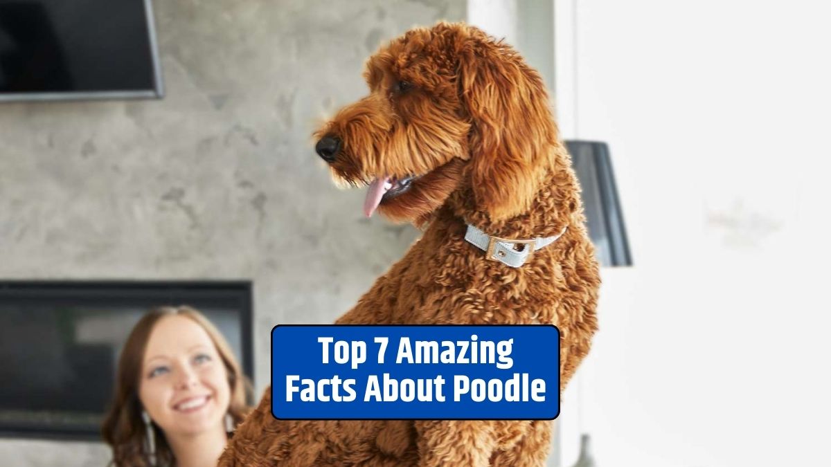 Poodle, Poodle facts, Poodle breed, Poodle characteristics, Poodle history, Poodle intelligence, Poodle grooming,