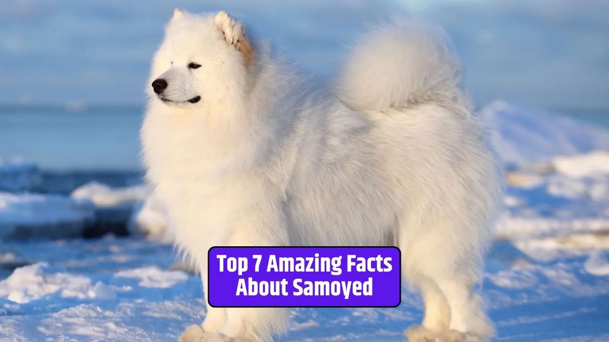 Samoyed, Siberian heritage, Smiley Sammies, cold weather dogs, gentle temperament, vocal communicators, high energy levels, minimal odor,