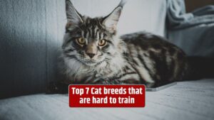 cat breeds, cat training, intelligent cats, feline trainability,