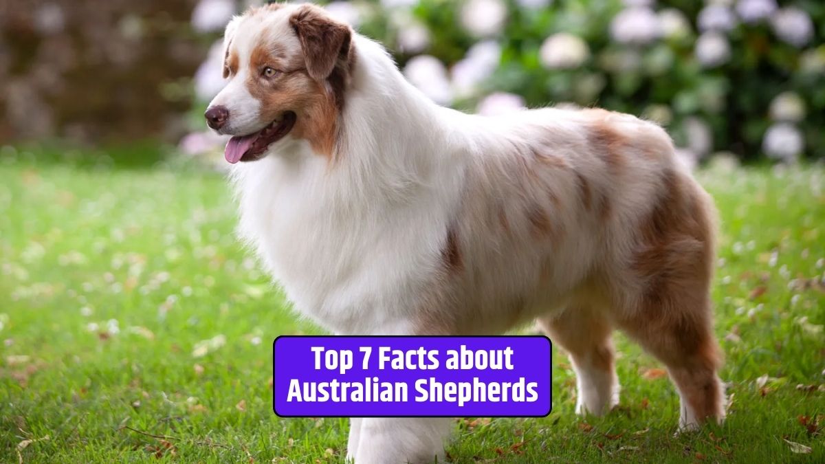 Australian Shepherds, dog breeds, pet facts, dog intelligence, herding dogs, loyal dogs,