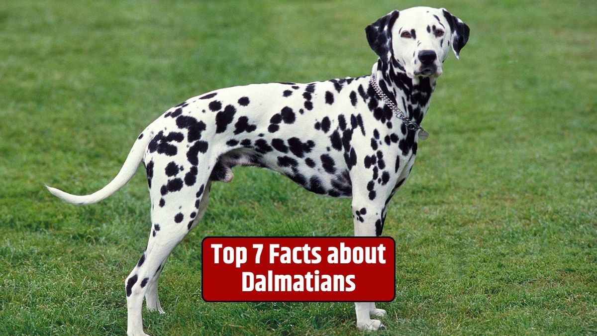 Dalmatians, Dalmatian facts, Dalmatian breed, Dalmatian history,