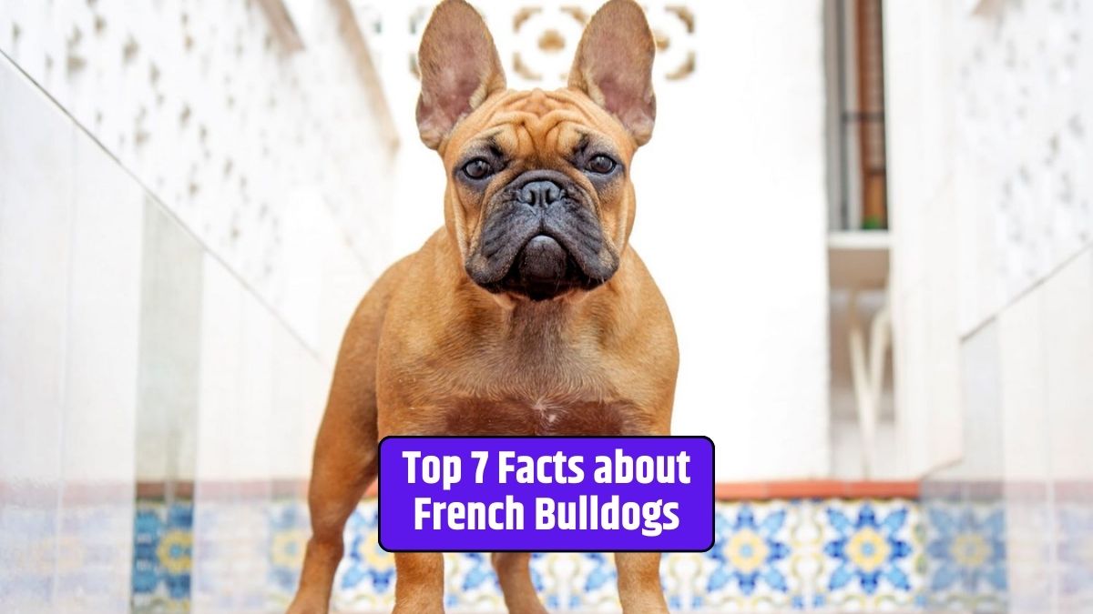 French Bulldog facts, French Bulldog history, bat-like ears, easygoing temperament, grooming, French Bulldog vocalizations, French Bulldog health,