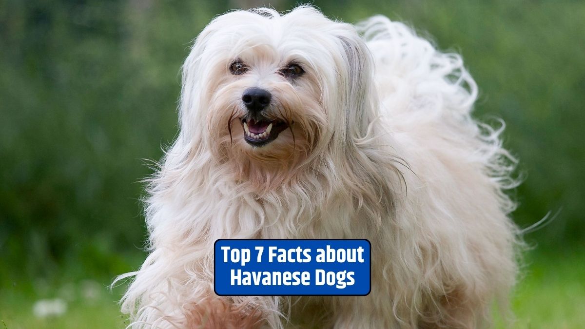 Havanese dogs, Havanese breed, Havanese characteristics, Havanese facts, Havanese lifespan,