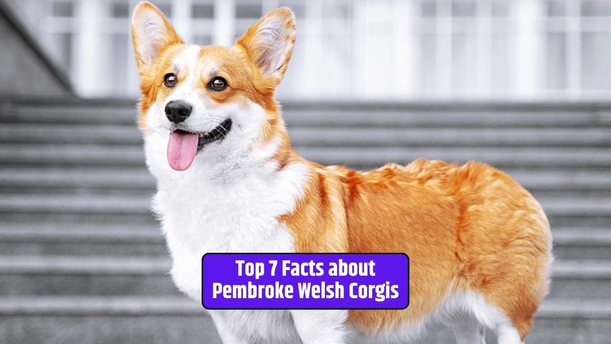 Pembroke Welsh Corgi, Corgi facts, Corgi history, intelligent herding dogs, Corgi appearance, Corgi grooming, loyal companions,