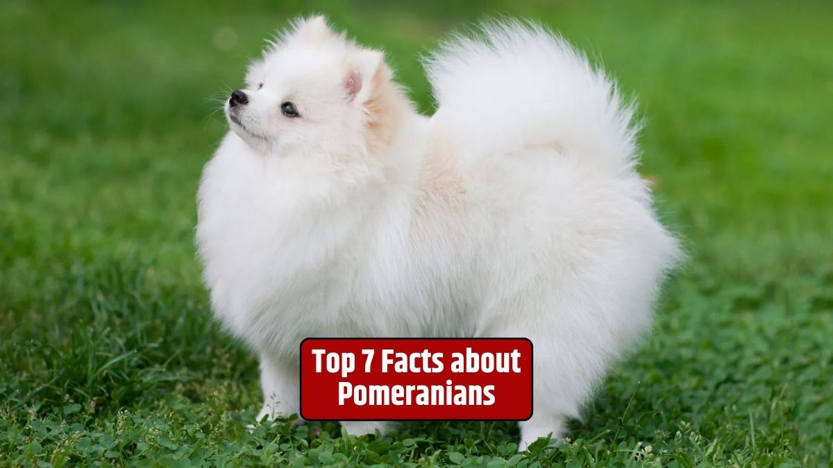 Pomeranians, small dog breed, toy breeds, Spitz family, double coat, Pomeranian characteristics,