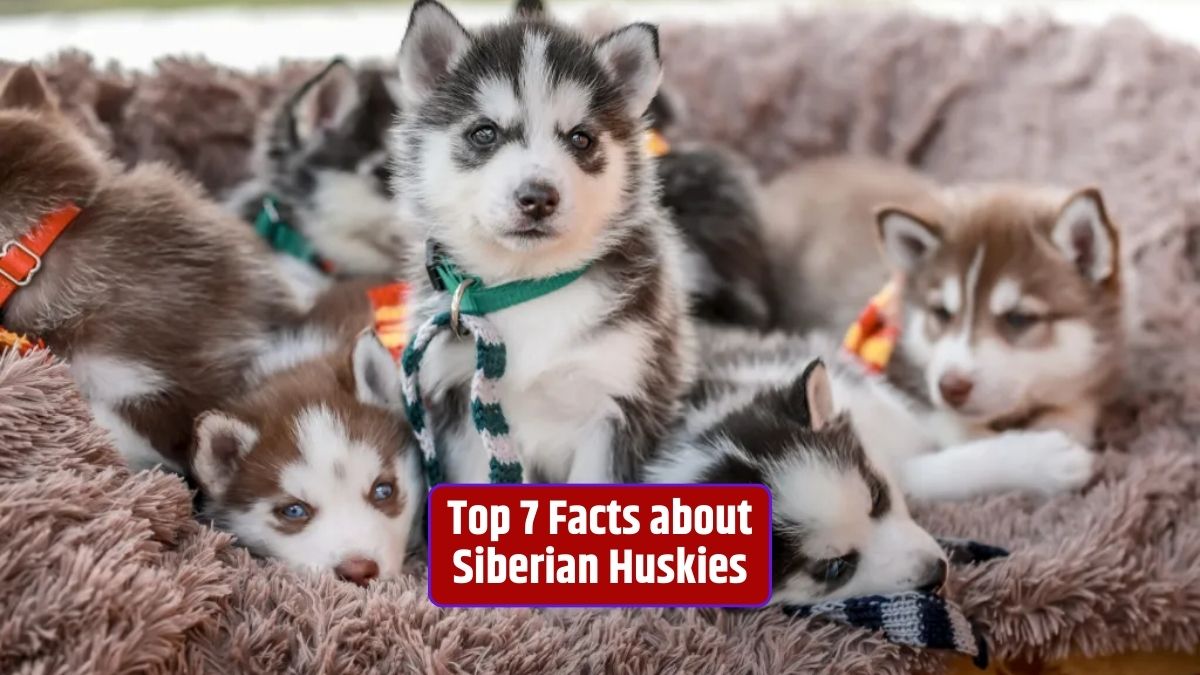 Siberian Huskies, Husky breed, Arctic dogs, dog history, sled dogs, working dogs, Husky behavior, dog training,