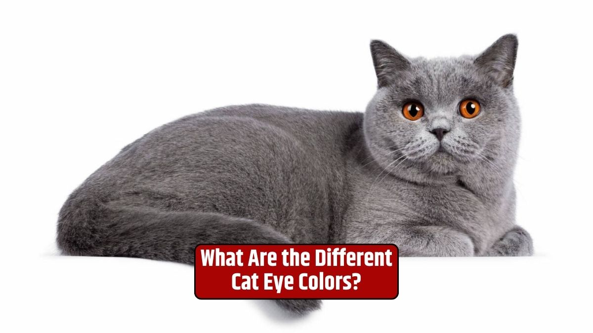 Cat eye colors, cat eye pigments, cat breeds, cat genetics, cat health,