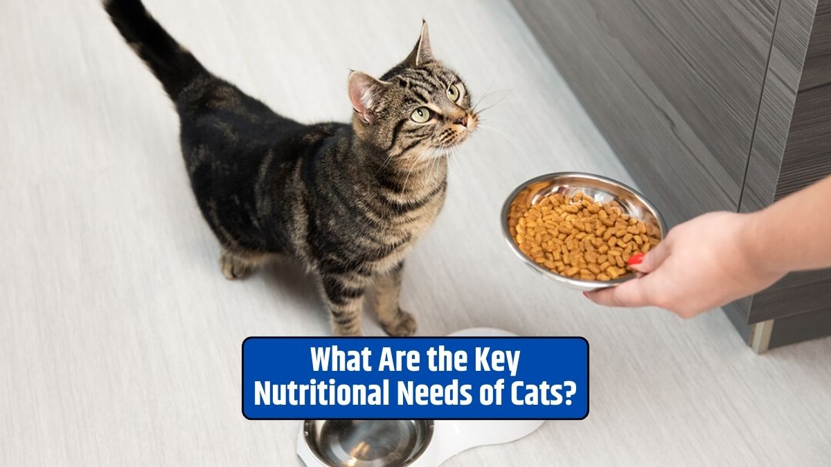 Cat nutrition, cat dietary needs, feline diet, cat food,