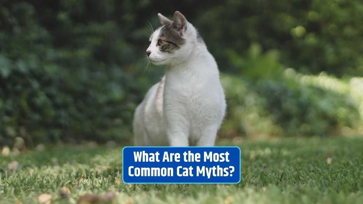 cat myths, feline facts, cat misconceptions, common cat myths, cat folklore, cat behavior,