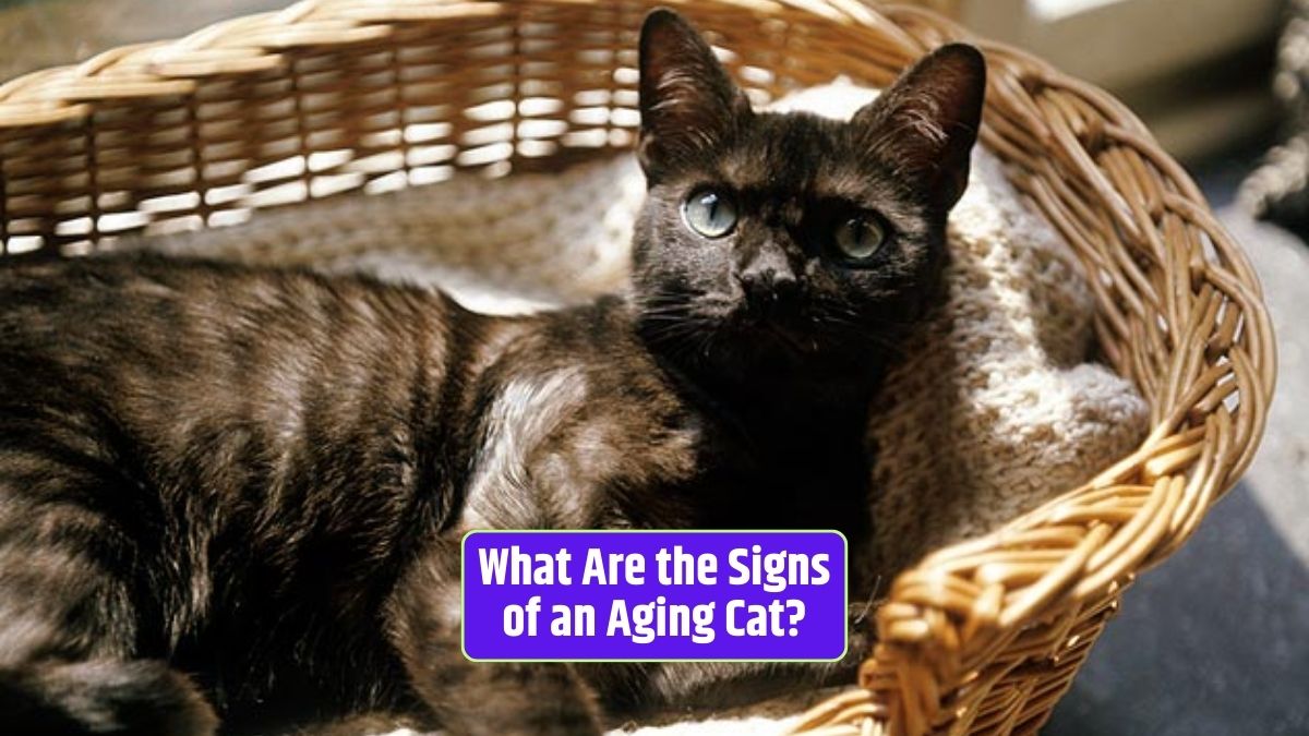 Signs of aging in cats, caring for senior cats, senior cat health,