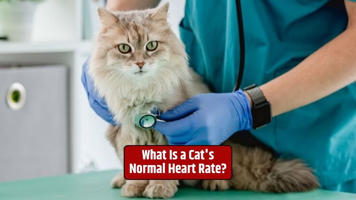 Cat heart rate, monitoring cat heart rate, feline heart health,
