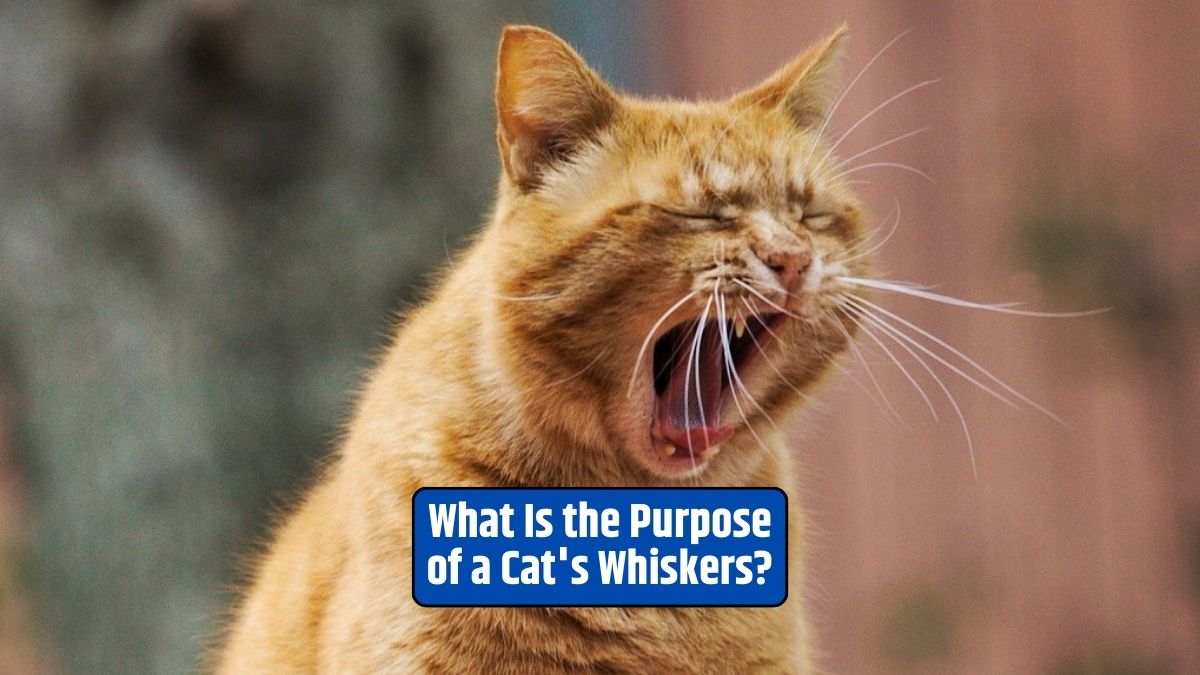Cat whiskers, vibrissae, sensory organs, feline physiology, spatial awareness,