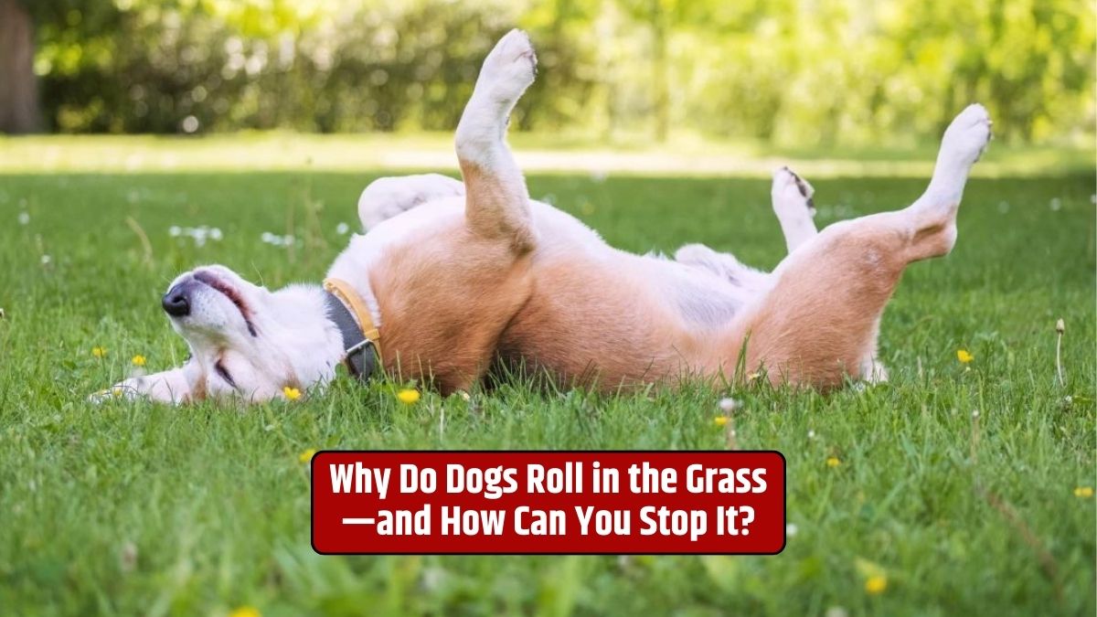 Dog behavior, Grass rolling, Why do dogs roll, Managing dog behavior, Dog grooming,