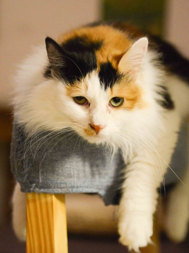 calico cats, calico cat personality, calico cat facts, calico cat genetics, about calico cats,