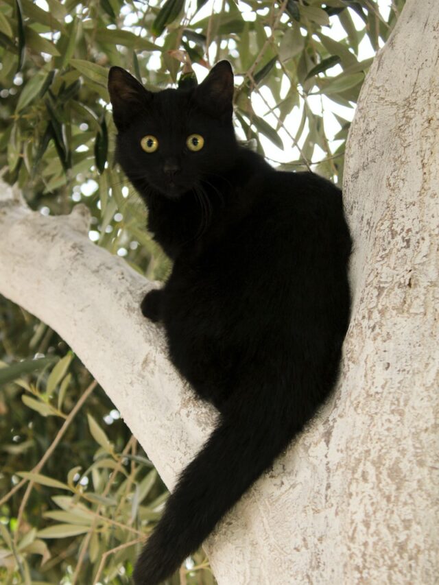 black cat breeds, bombay cat, british shorthair cat, oriental shorthair cat, pantherette cat, black cats, cat colors,