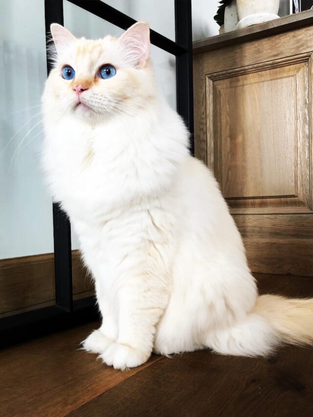 White Cat Breeds, Best White Cats, White Kittens, Elegant Felines, Beautiful White Cats, Popular White Cats, White Cat Companions, White Cat Breeds for Families, Lovely White Kitties, White Fur Cats,