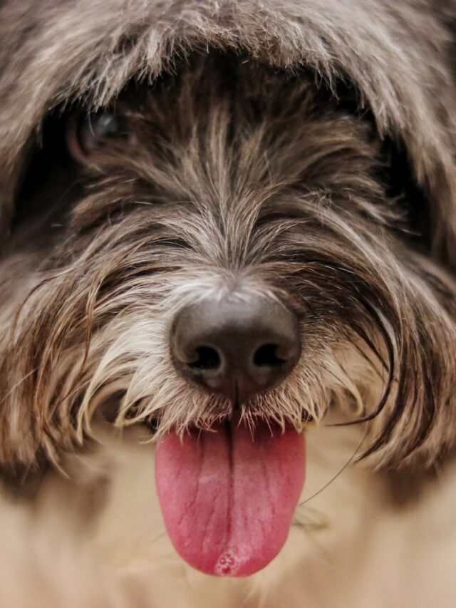Small hypoallergenic dogs, Maltese, Bichon Frise, Poodle, Shih Tzu, Havanese, Coton de Tulear, Yorkshire Terrier, allergy-sensitive pet lovers, allergen-friendly qualities.
