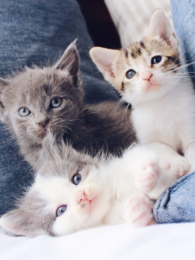 cat litter size, cat litter number, cat kittens number, cat pregnancies per year, cat litters per year,
